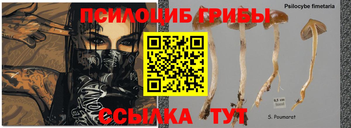 Псилоцибиновые грибы прущие грибы Бор